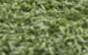 Turf Green
