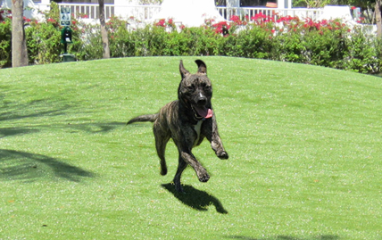 Dog park installed with XGrass's pet turf