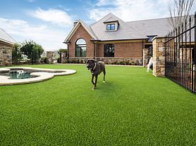 Residential Pet