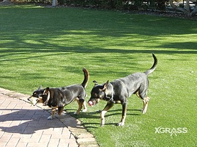Pet Park