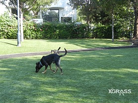 Pet Park