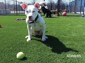 Pet Park