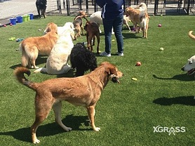 Pet Park